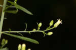 Canadian horseweed